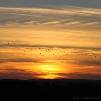 /album/galerie-de-photos-galerie-photos/frida-dumont-img-4888-jpg/